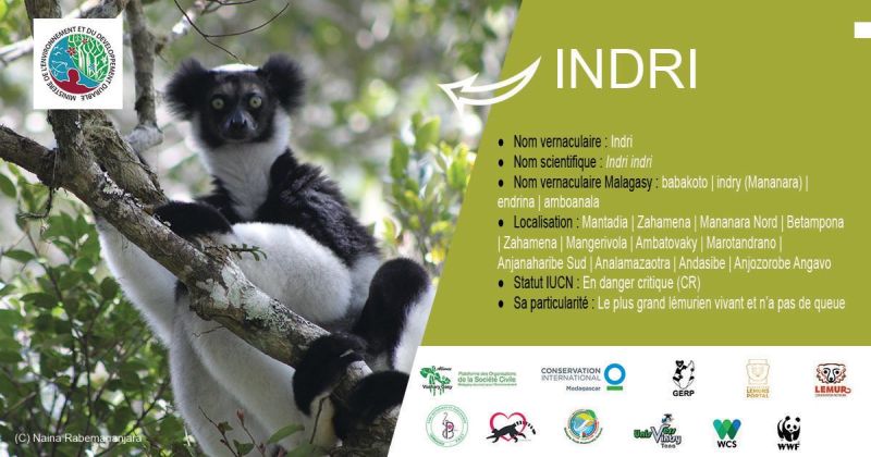 Indri (Indri indri) le plus grand lémurien vivant
