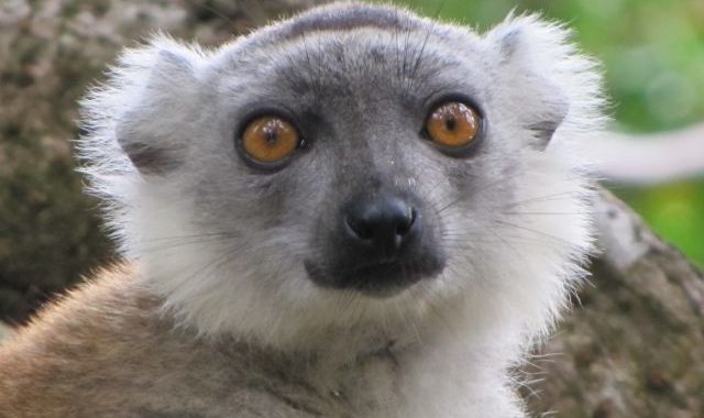 La journée des Lémuriens de Madagascar le 29 octobre 2021