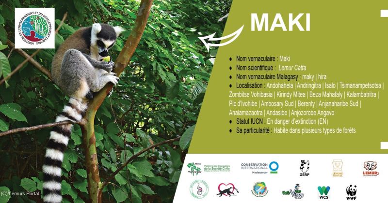 La journée des Lémuriens Maki, Lemur Catta objet de marketing et d'exportation pour les zoos étrangers