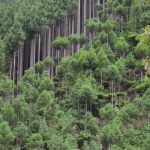 Japon : Daisugi, une solution à la déforestation du bois pendant 300 ans !