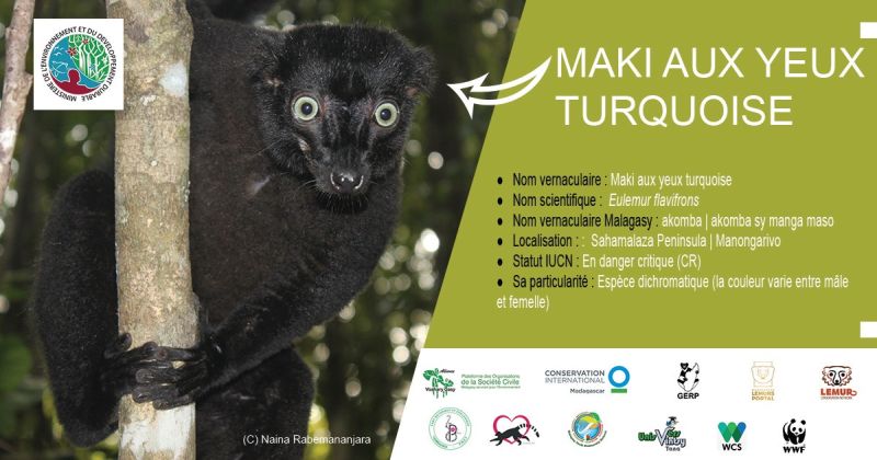 La journée des Lémuriens Maki aux yeux turquoises, Eulemur Flavifrons