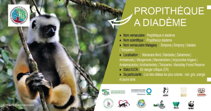 Le lémurien Propithèque à diadème (Propithecus diadema) grand et coloré Ce lémurien couronné, Sifaka, rivalise de taille avec l’Indri. Il vit en groupe dans les forêts tropicales humides. Son pelage est l’un des plus colorés : long et soyeux, un mélange de de couleur noir, gris, orangé et jaune doré. Son régime alimentaire se compose de fruits, graines, fleurs et de jeunes feuilles.