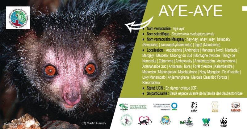 Aye-aye (Daubentonia madagascariensis) découvert en 1957 par Petter
