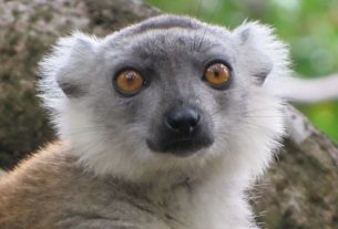 La journée des Lémuriens de Madagascar le 29 octobre 2021