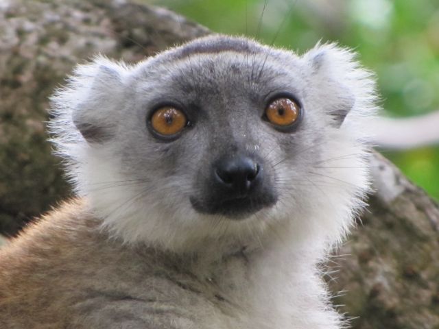 La journée des Lémuriens de Madagascar le 29 octobre 2021