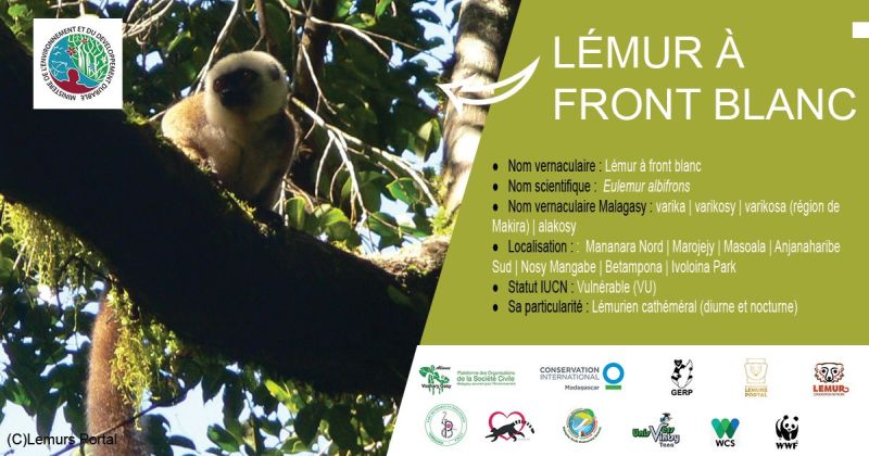 Lémur à front blanc (Eulemur flavifrons)