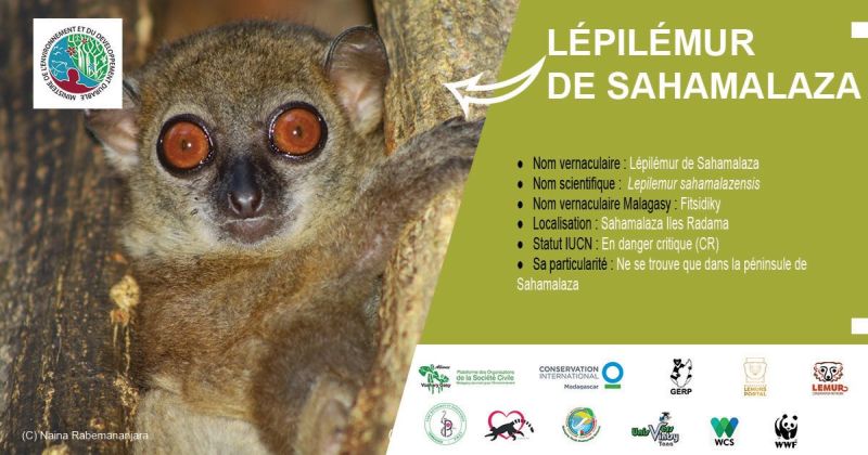 Lépilémur de Sahamalaza (Lepilemur sahamalazensis)