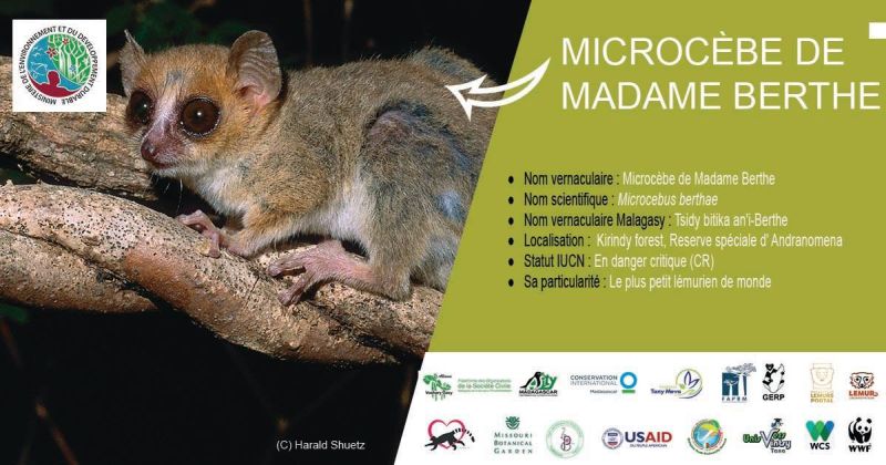 Microcèbe de Madame Berthe le plus petit primate du monde avec ses 30 grammes