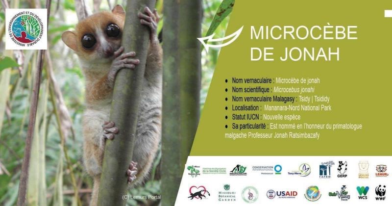 Le Microcèbe de Jonah Ratsimbazafy ou Microcebus jonahi