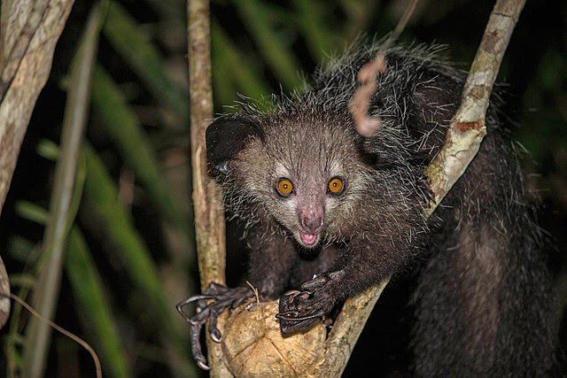 le blog de Lemur Conservation Network ou tout ce que vous avez voulu savoir sur les lémuriens