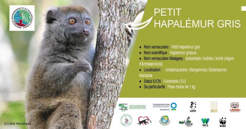 Petit-Hapalemur-gris-Hapalemur-griseus.jpg
