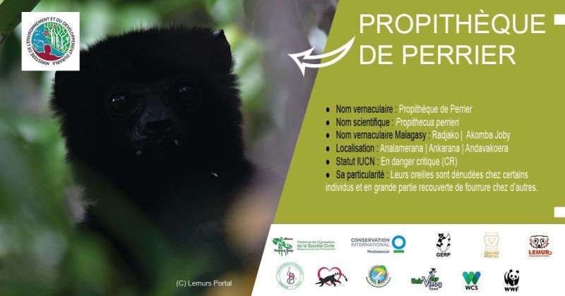 Propithèque de Perrier (Propithecus perrieri) lémurien diurne aux yeux rouge orangé