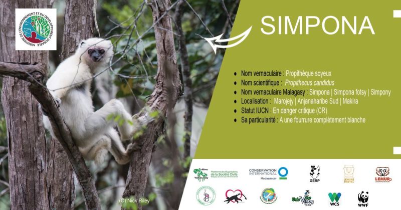 La journée des Lémuriens Simpona (Propithecus candidus)
