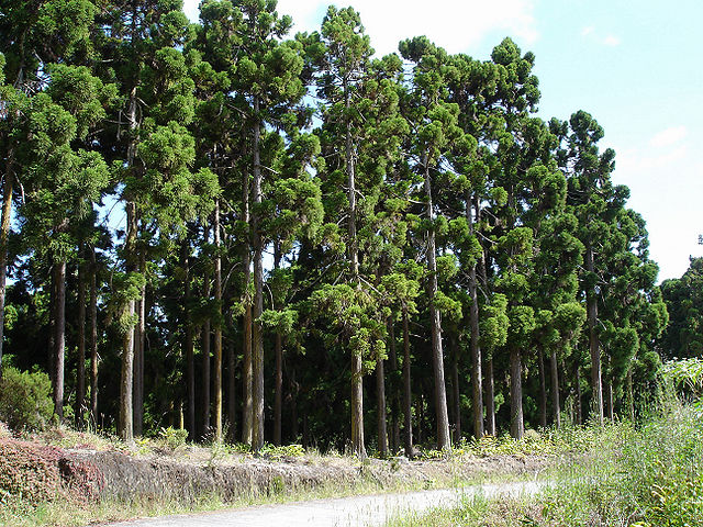 Thierry Caro Le Cryptomère du Japon ou Cèdre du Japon (Cryptomeria japonica), en japonais sugi