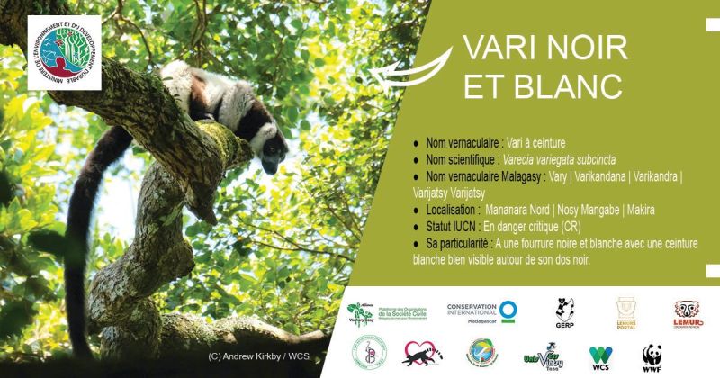 Vari noir et blanc (Varecia variegata subcincta)