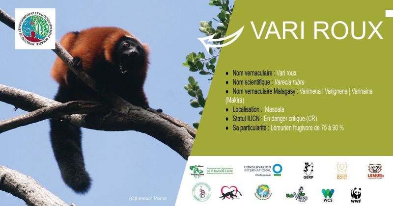 Vari roux (Varecia rubra) de la péninsule de Masoala