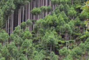 C'est le Daisugi, quand on le regarde, on a l'impression qu'il y a plusieurs arbres.