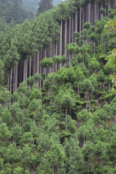 C'est le Daisugi, quand on le regarde, on a l'impression qu'il y a plusieurs arbres.
